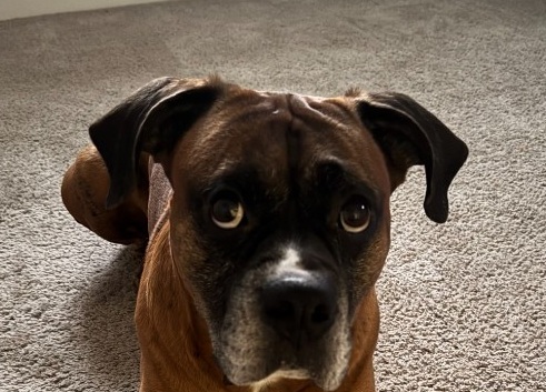 Thor, Chief Obstruction Officer at AUMPulse